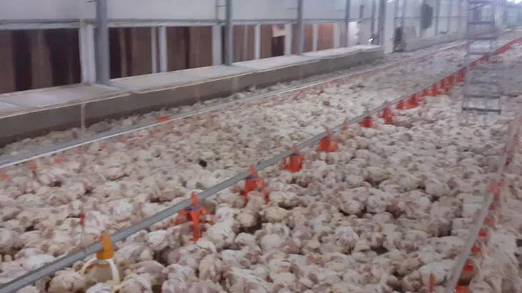 Jeneratörü bozulan çiftlikteki 35 bin tavuk telef oldu