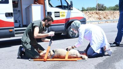 Yaralı hayvanlara ‘Canbulan’da müdahale