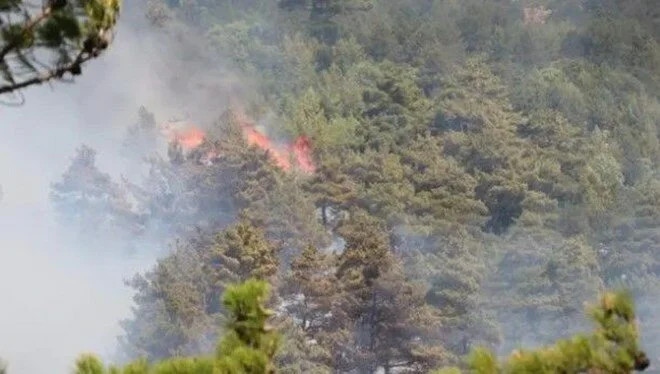 Hatay’da orman yangını