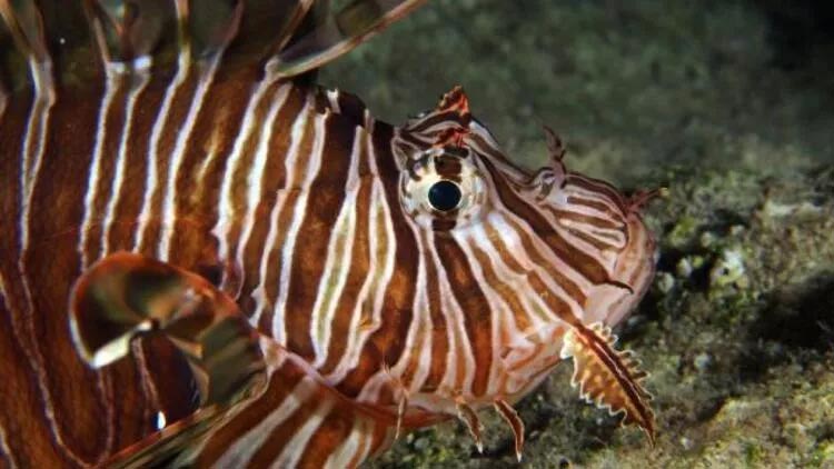 Dünyanın en kötü 100 istilacı türünden 14’ü Türkiye’de Dünyanın en kötü 100 istilacı türünden 14’ü Türkiye’de