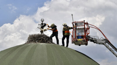 Bursa’da onlarca metre yükseklikte leylek tedavisi
