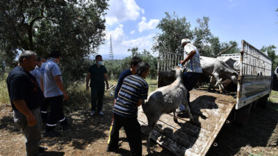 Boğalar, kurban yakalama timinden kaçamadı