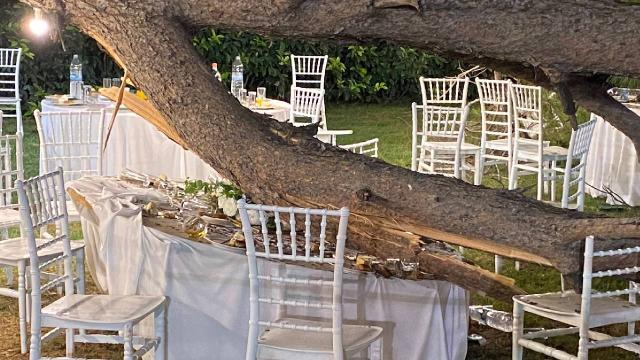 Düğün sırasında ağaç devrildi: Yaralılar var Düğün sırasında ağaç devrildi: Yaralılar var