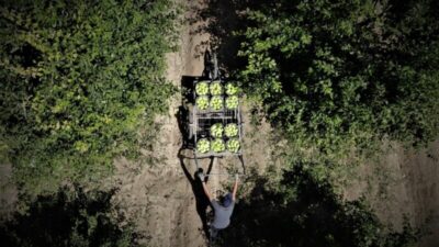 Bursa’da armut hasadı başladı, çiftçi fiyatlardan memnun