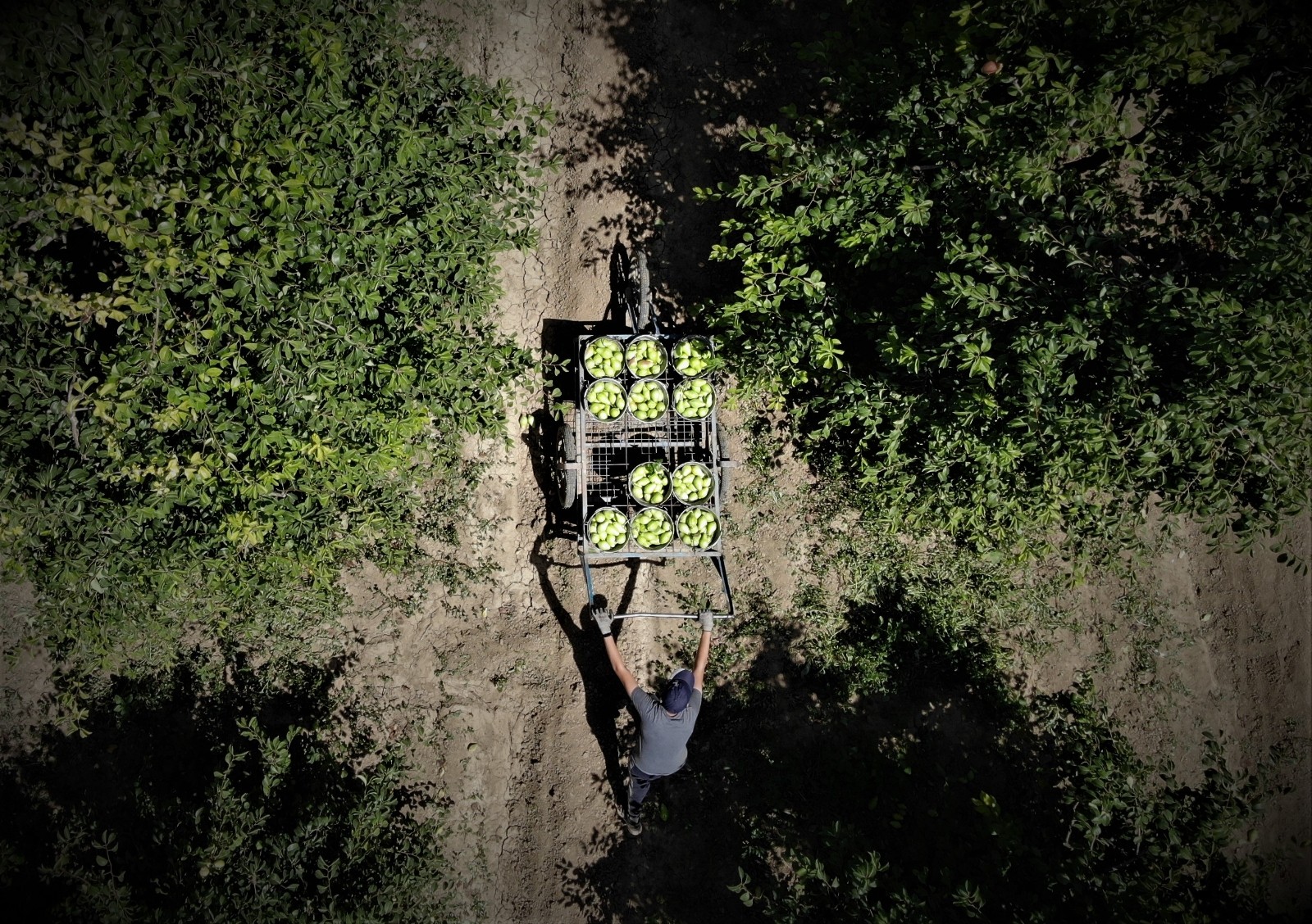Bursa’da armut hasadı başladı, çiftçi fiyatlardan memnun