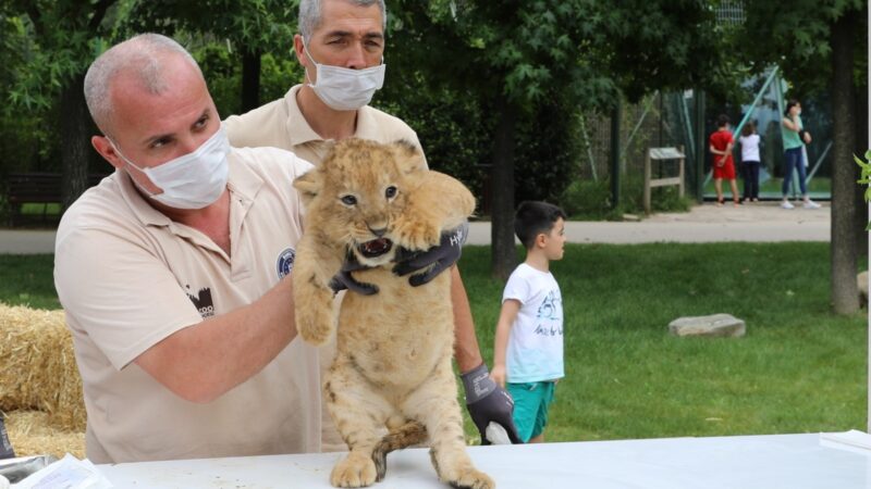 Bursa Büyükşehir Belediyesi Hayvanat Bahçesi’nde Afrika Savana adı verilen bölümde