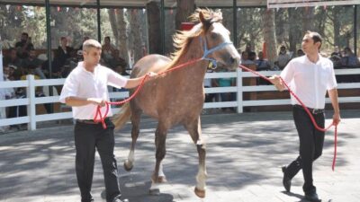 Bursa’da tay satışı! Dudak uçuklatan fiyatlar…