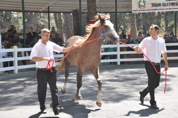 Bursa’da tay satışı! Dudak uçuklatan fiyatlar… Bursa’da tay satışı! Dudak uçuklatan fiyatlar…