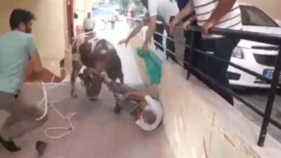 Sahibinden kaçan kurbanlık boğa, kafeteryaya girdi