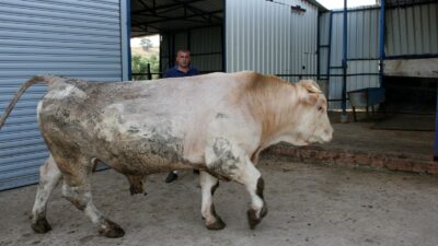 Bursa’da dev kurbanlık görenleri şaşırtıyor