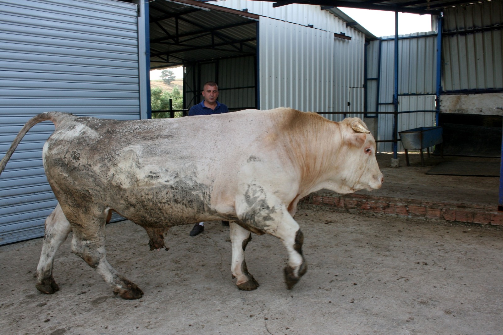 Bursa’da dev kurbanlık görenleri şaşırtıyor Bursa’da dev kurbanlık görenleri şaşırtıyor
