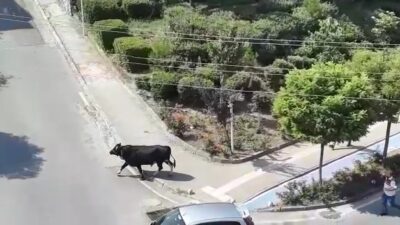 Yer: Bursa… Dana kaçtı, mahalleli kovaladı