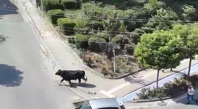 Yer: Bursa… Dana kaçtı, mahalleli kovaladı