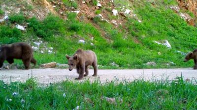 Bursa’nın yaban hayatı gözlem altında
