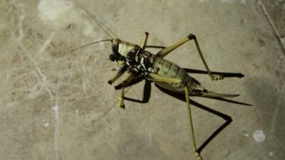 Uyarı geldi! Görürseniz öldürmeyin