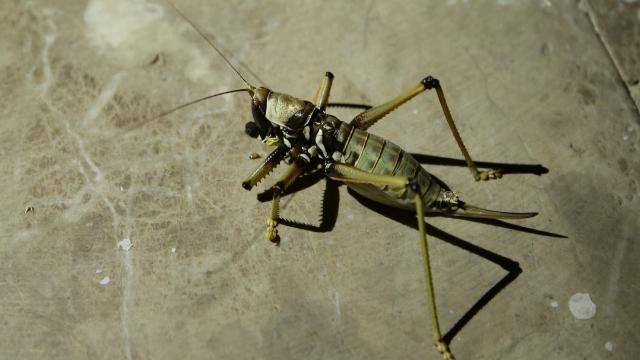 Uyarı geldi! Görürseniz öldürmeyin