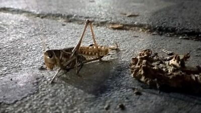 İstanbul’un iki ilçesinde çekirge istilası