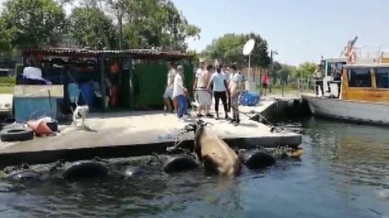 Denize düşen kurbanlık danayı polis kurtardı