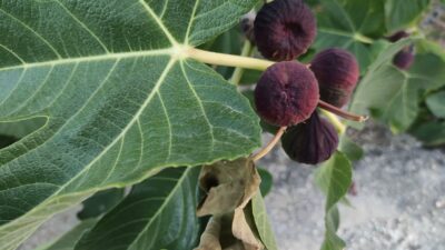 Bursa’nın dünyaca ünlü meyvesi Avrupa’ya gitmeye hazırlanırken dökülmeye başladı