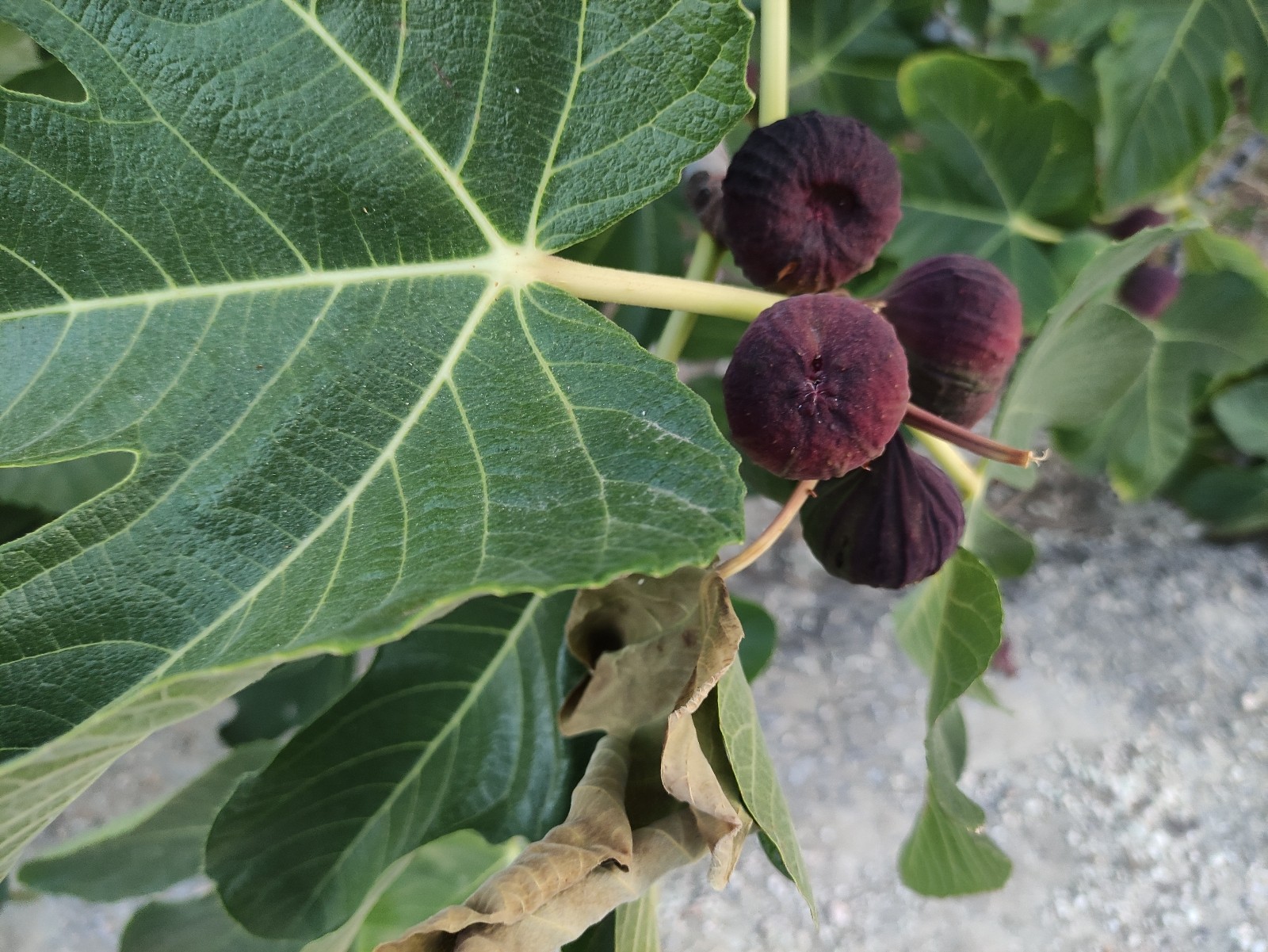 Bursa’nın dünyaca ünlü meyvesi Avrupa’ya gitmeye hazırlanırken dökülmeye başladı