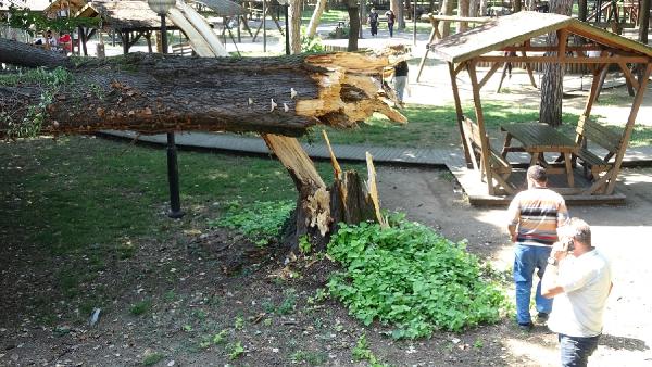 Devrilen ağacın altında kalmaktan son anda kurtuldular Devrilen ağacın altında kalmaktan son anda kurtuldular
