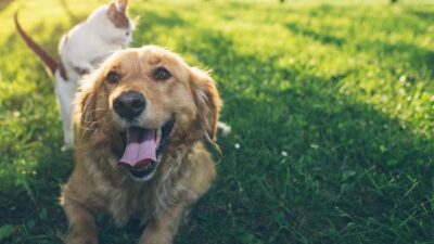 Hayvanları koruma kanunu yasalaştı! Artık ‘can’ sayılacak