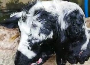 Bursa’da çift başlı kuzu!