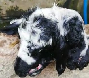 Bursa’da çift başlı kuzu!