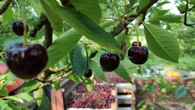 Yer: Bursa… Meşhur Napolyon kirazı dalında kaldı