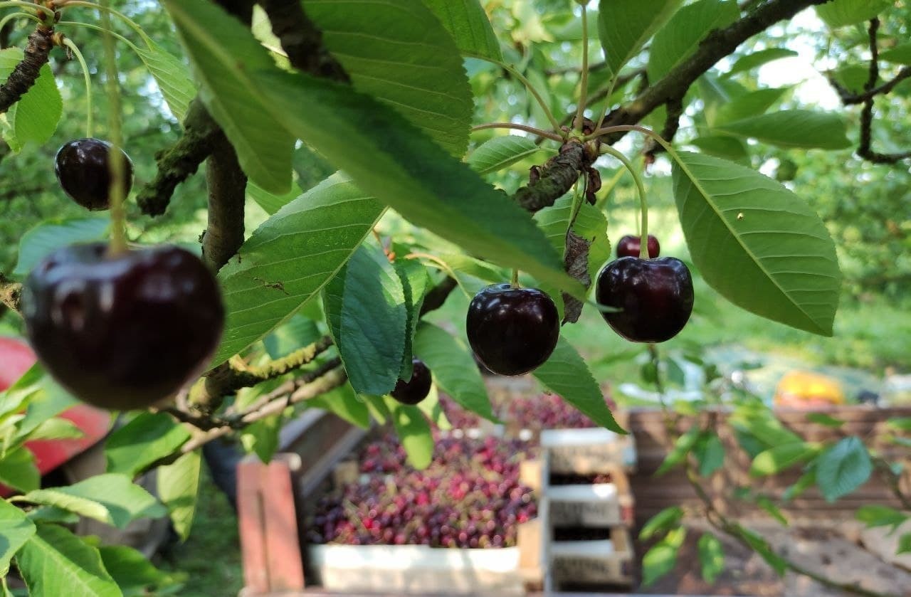 Yer: Bursa… Meşhur Napolyon kirazı dalında kaldı Yer: Bursa… Meşhur Napolyon kirazı dalında kaldı