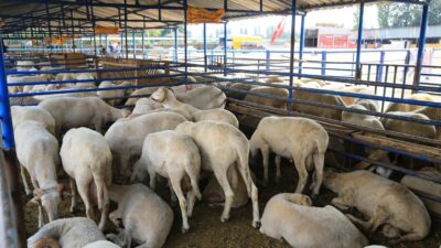 Karacabey TİGEM’den pazarlık usulü satılık…