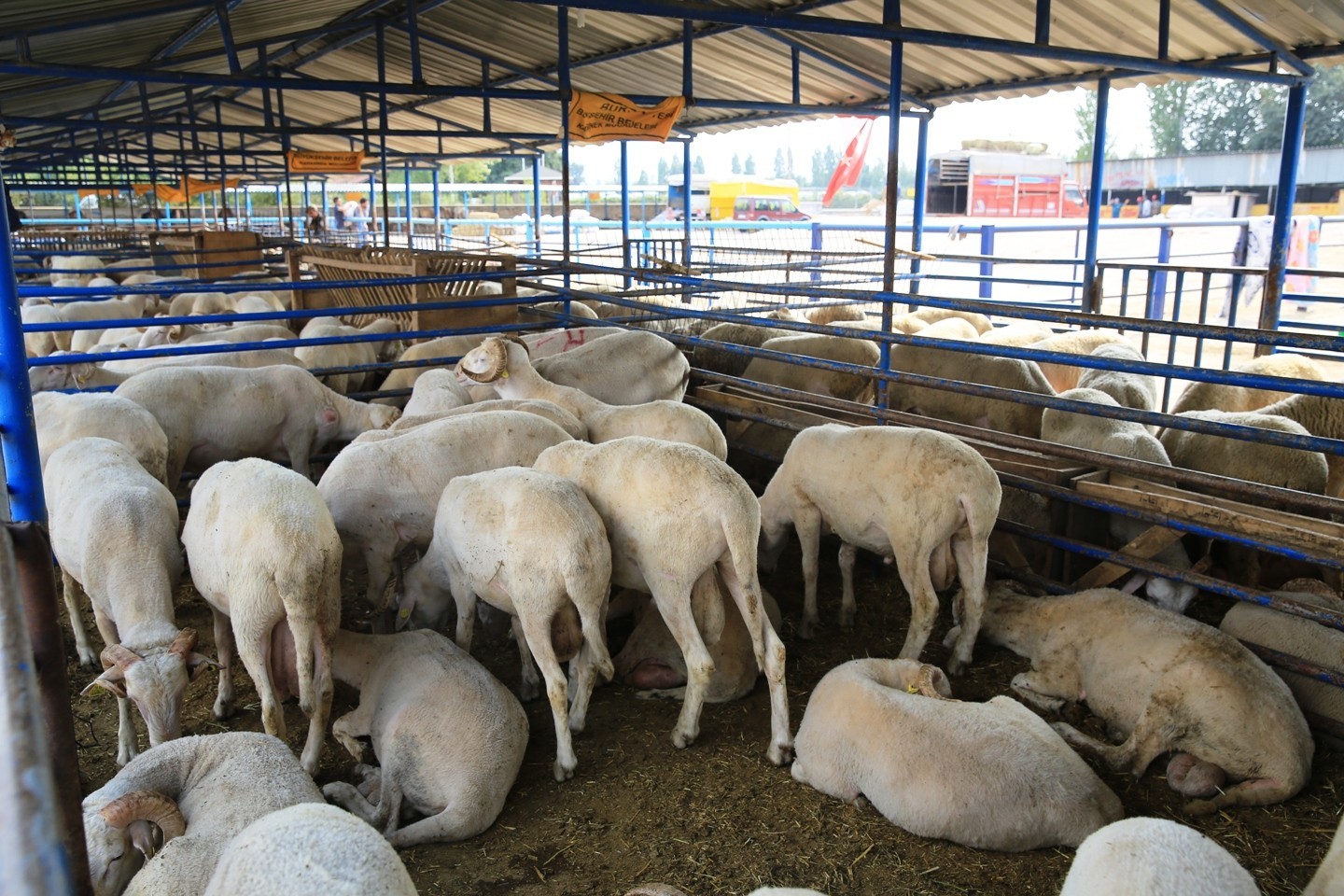 Karacabey TİGEM’den pazarlık usulü satılık… Karacabey TİGEM’den pazarlık usulü satılık…