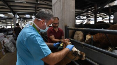 Osmangazi’de sağlıksız ve küpesiz kurbanlıklara yer yok