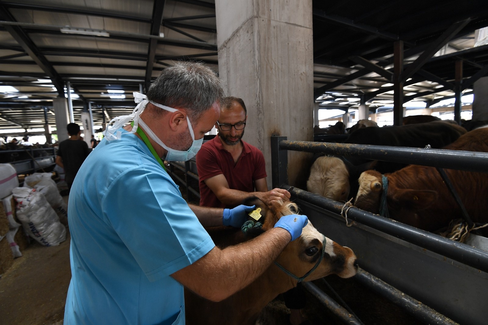 Osmangazi’de sağlıksız ve küpesiz kurbanlıklara yer yok Osmangazi’de sağlıksız ve küpesiz kurbanlıklara yer yok
