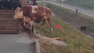 Bursa’da ilginç olay! Kamyonet kasasında boğa güreşi…