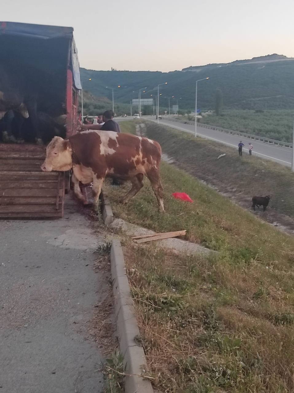 Bursa’da ilginç olay! Kamyonet kasasında boğa güreşi…