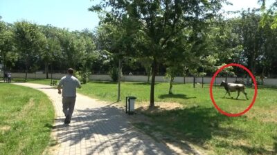 Bursa’da filmleri aratmayacak olay