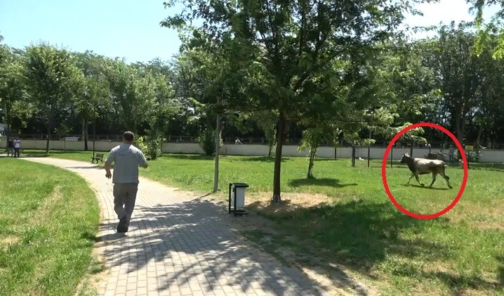 Bursa’da filmleri aratmayacak olay Bursa’da filmleri aratmayacak olay