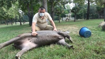 Bursa Hayvanat Bahçesi’nde bunalan hayvanlar böyle serinledi