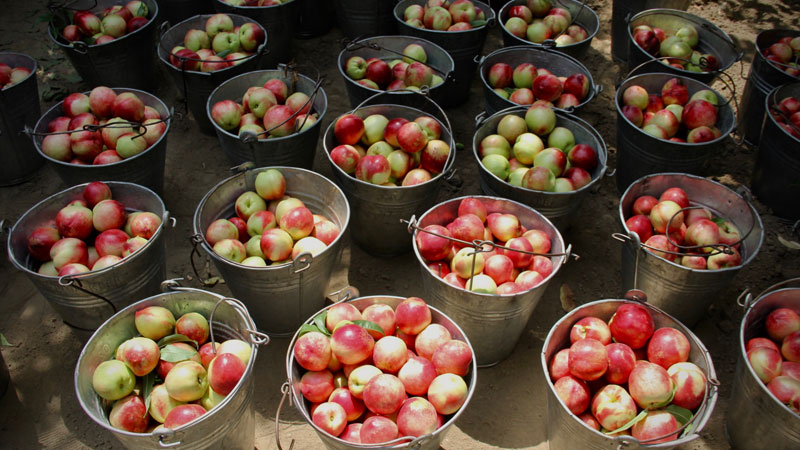 Bursa’nın ünlü lezzetinde rekolte düştü ama…