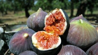 Bursa’nın meşhur ürününde büyük kayıp!