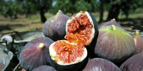 Bursa’nın meşhur ürününde büyük kayıp!