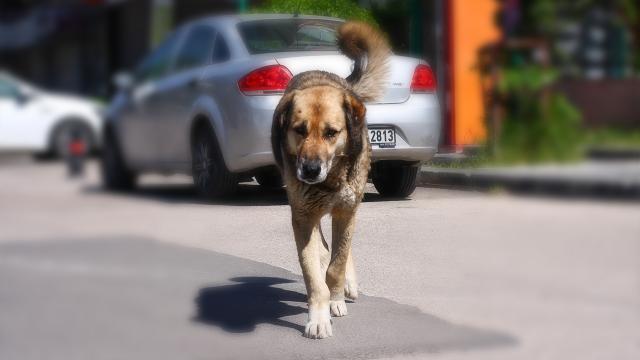 Danıştay, köpek saldırısında valilik ve belediyeleri sorumlu tuttu