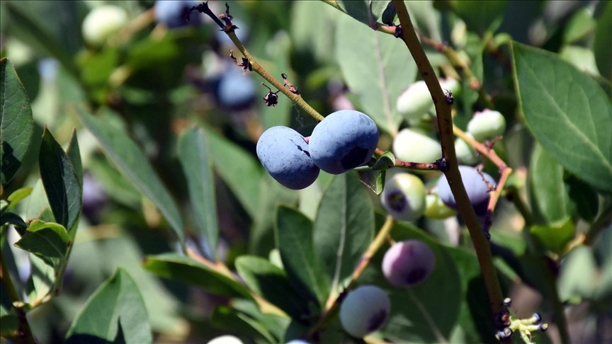 Bursa’da bu meyveyi üreten ‘servet’ kazanıyor