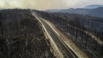Yanan ormanlar için fidan bağışı
