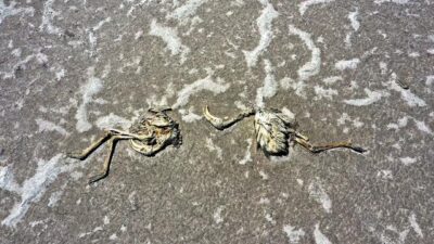 Bakan Pakdemirli’den flamingo ölümleriyle ilgili açıklama