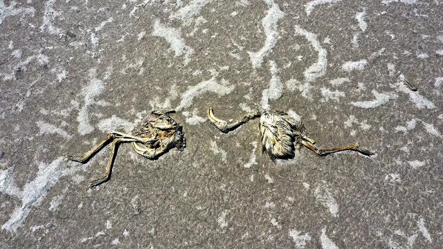 Bakan Pakdemirli’den flamingo ölümleriyle ilgili açıklama