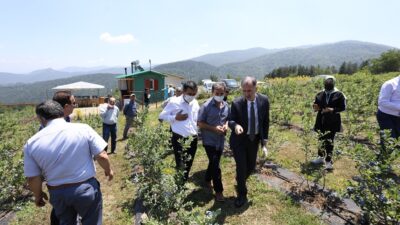 İnegöl’de yaban mersininde hedef 20 bin ton