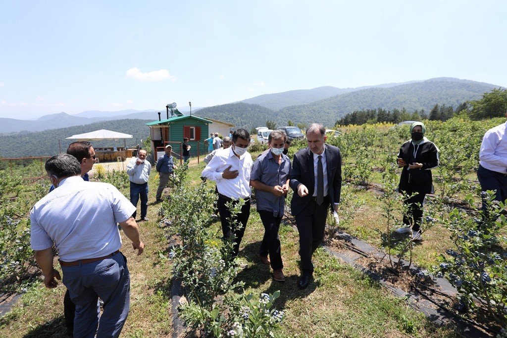 İnegöl’de yaban mersininde hedef 20 bin ton İnegöl’de yaban mersininde hedef 20 bin ton