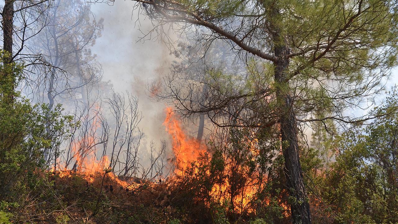 Manisa’da orman yangınları